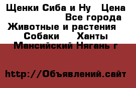 Щенки Сиба и Ну › Цена ­ 35000-85000 - Все города Животные и растения » Собаки   . Ханты-Мансийский,Нягань г.